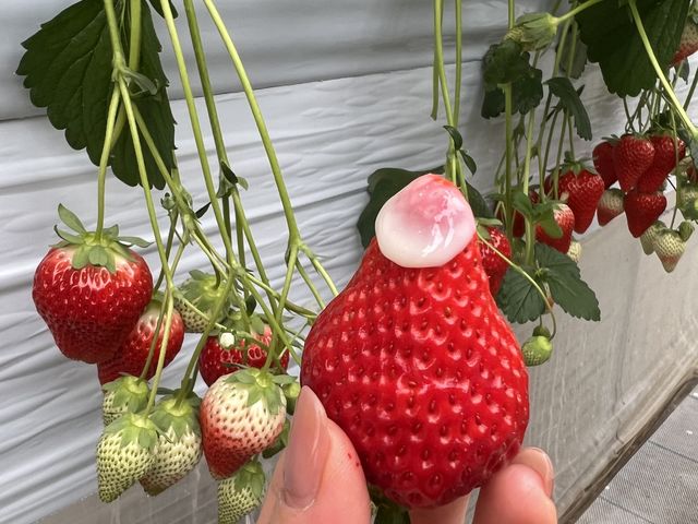 ���������C�`�S_�����̂�������