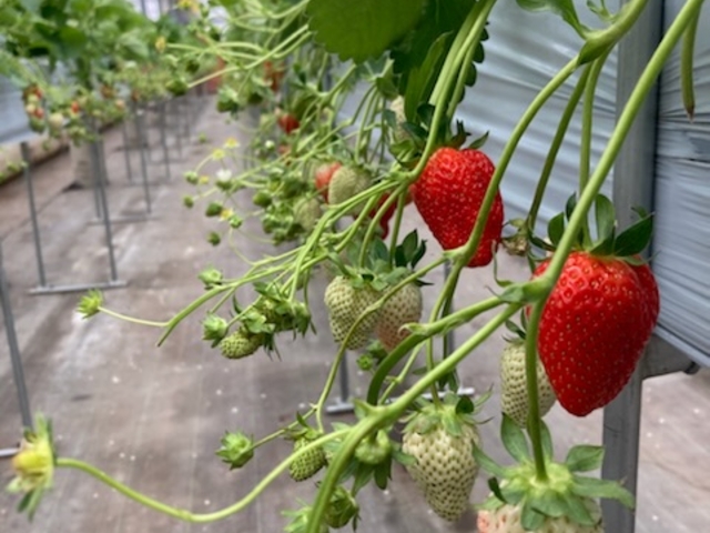 �n�E�X���͂ƂĂ������ł��B���������C�`�S��������������Ă܂����B_�A�O�x���[