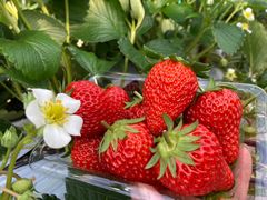 Ђ񂳂̌ct@[ւ̓eʐ^1