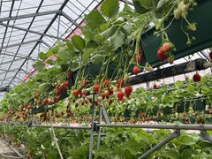 ���J����̐[��_���ւ̓��e�ʐ^1