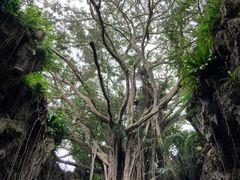 ʂ񂳂̃KK[̒Jւ̓eʐ^1