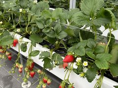 �~�L����̂f���������a���������ւ̓��e�ʐ^1