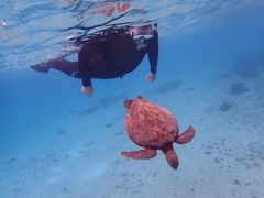 Ƃimtida{Óւ̓eʐ^1