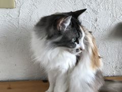 ���e��W�^�L�J�t�F�@�L�̂ւ�̎ʐ^2