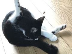 ���e��W�^�L�J�t�F�@�L�̂ւ�̎ʐ^4