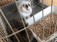 ���e��W�^�L�J�t�F�@�L�̂ւ�̎ʐ^5