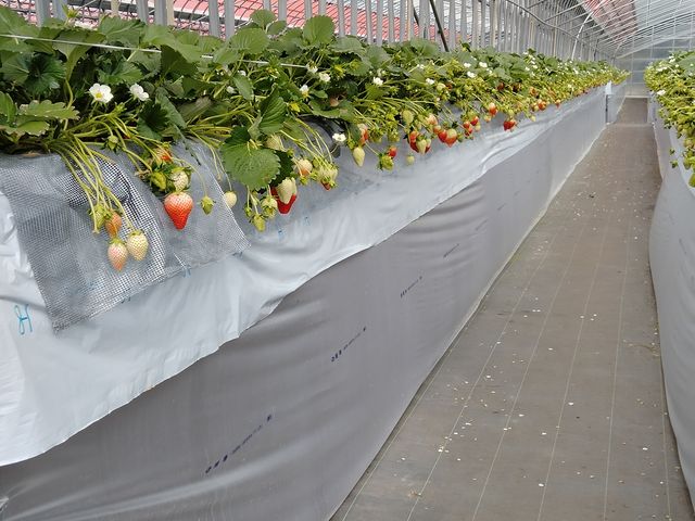 �L���X�y�[�X_strawberryfarm �V���C���x���[