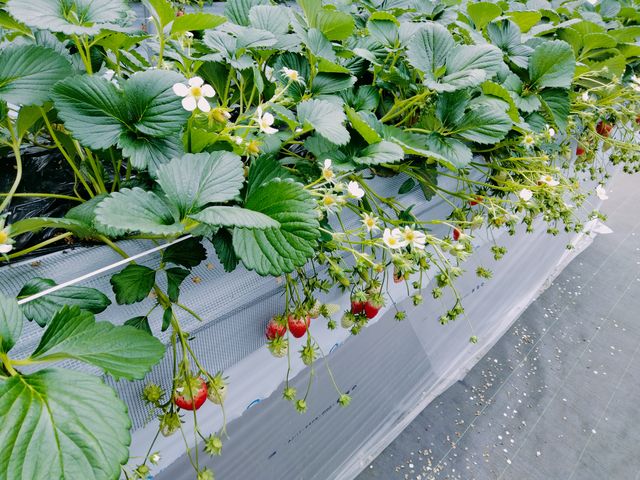 ���킢���C�`�S�B_strawberryfarm �V���C���x���[