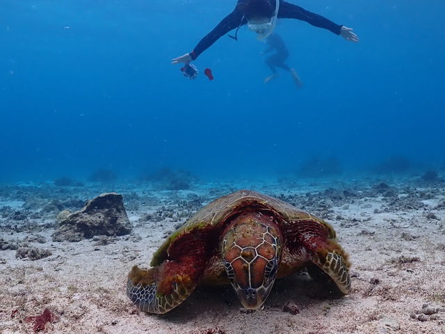 �J������̏���j_�ɗǕ��}�����c�A�[ One By One