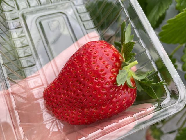 �ʐ^�͂���C�x���[�ł�_��������farm