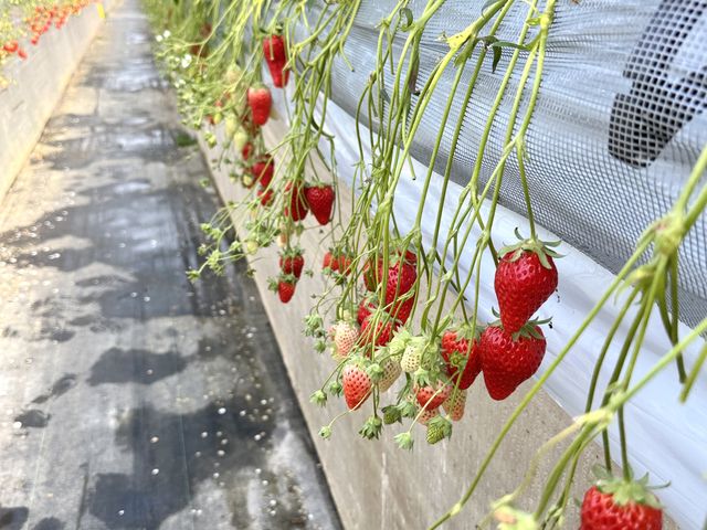 �L�X�Ƃ��Ă��āA�����ɕۂ��ꂽ�����ł����B_�͂�Ȃt�@�[��