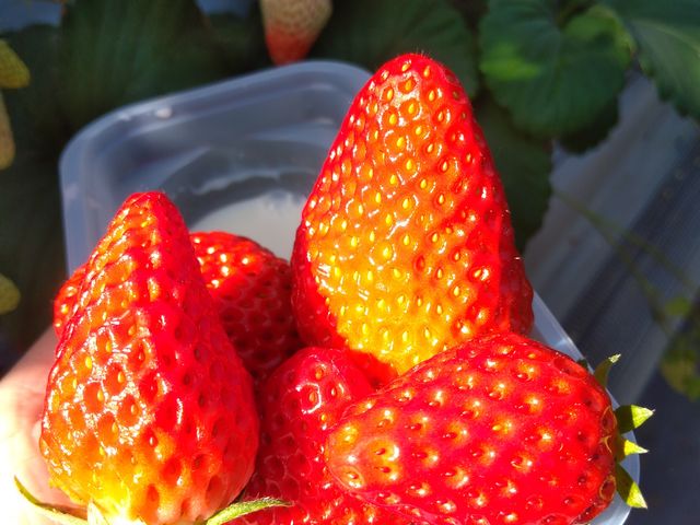 �嗱�ɋ������A�悹�����Ċ�Ȃ������B_���R�x���[�����h