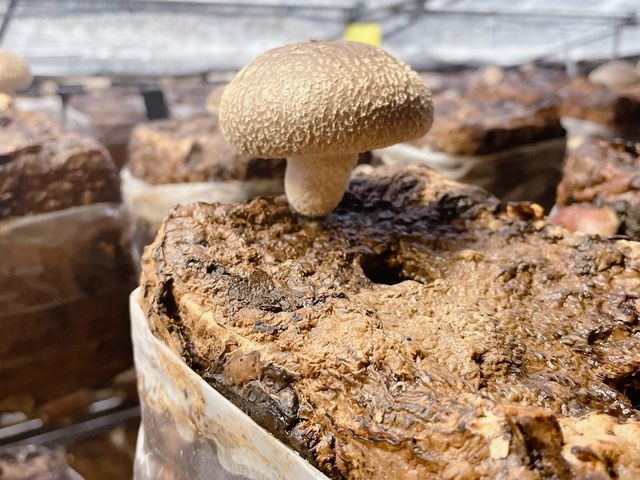 �ƂĂ������Ŕ����������������ł����I
_�O�H�_�������₫�t�@�[��