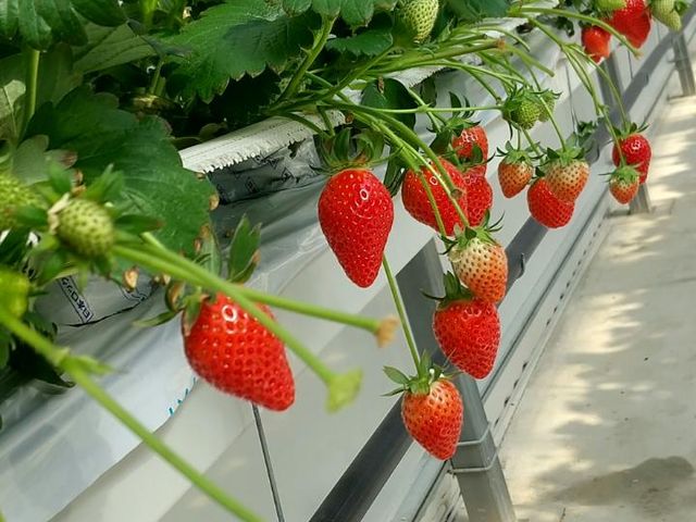 nCeNǗłǂhȂłB_󒆔_킽