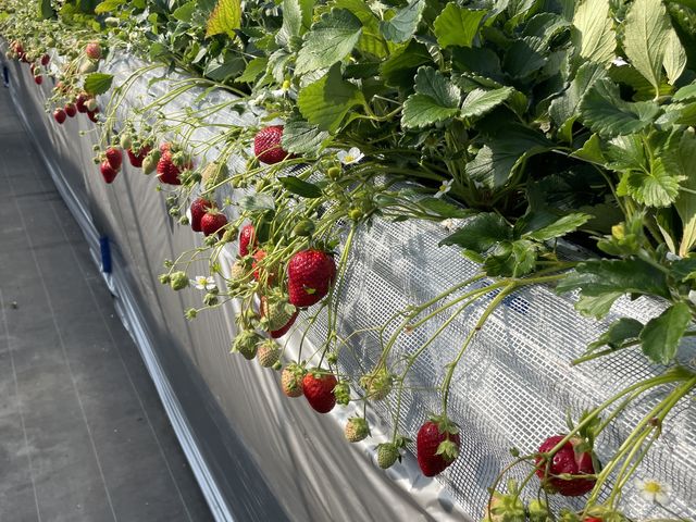 ����������(^^)_strawberry farm �ӂ�����