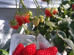 Ăs67̋Rx[hւ̓eʐ^2