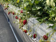 }Tstrawberry farm ӂƂւ̓eʐ^1