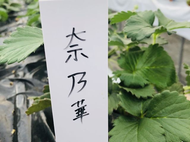 �ؔT�؁@��������_�I�m�E�G�_���`Strawberry Farm �gRuby�h�`