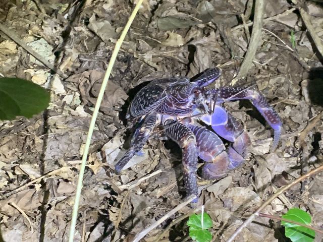 ���V�K�j���� �͂��Ԃ�20����30�キ�炢���ȁH�H�H_�{�Ó� ADVENTURE PiPi