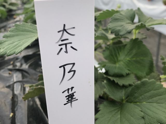 �ؔT��_�I�m�E�G�_���`Strawberry Farm �gRuby�h�`