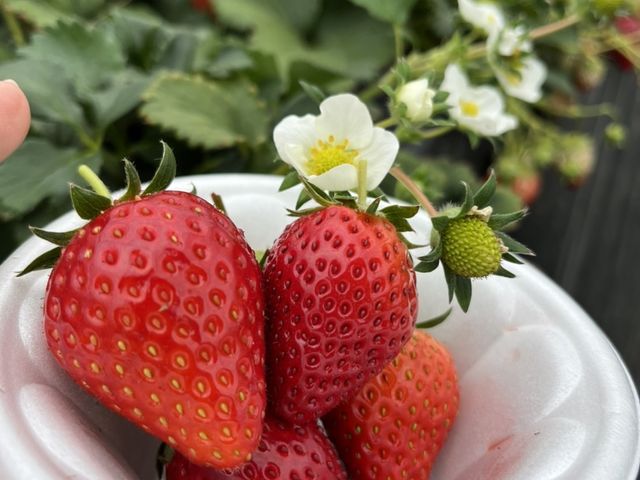 �Ƃɂ������������B���ۂɐH�ׂĂ݂ė~�����ł�_MASHIKO�@STRAWBERRY�@FARM