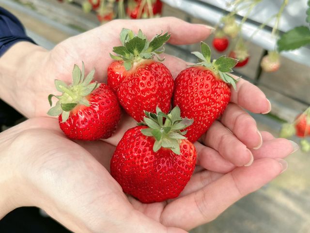 ���h�ȃC�`�S���������܂ŕ����Ȃ��Ă�����������܂��I_��t�@�[���i��-����-�j