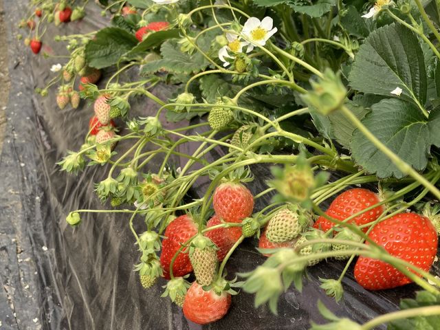 �����������Â����ł��I_�������_���@��t�@�[��