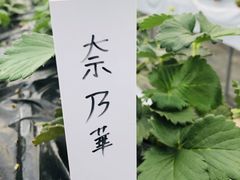 ̃ImEG_`Strawberry Farm gRubyh`ւ̓eʐ^1