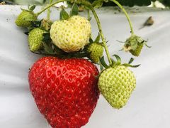 ̃ImEG_`Strawberry Farm gRubyh`ւ̓eʐ^2