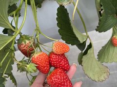 肿񂳂̃qt@[ւ̓eʐ^1