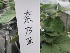 ̃ImEG_`Strawberry Farm gRubyh`ւ̓eʐ^3