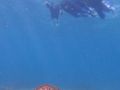 ɂ񂳂imtida{Óւ̓eʐ^1