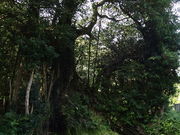 �C�^����̃K�W���}����̓��e�ʐ^1