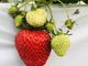 ̃ImEG_`Strawberry Farm gRubyh`ւ̓eʐ^2