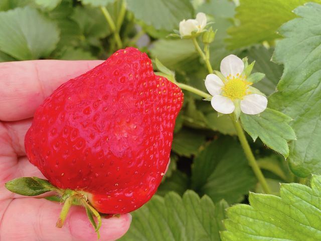 1�ԑ傫���āA�`�̂悢���̂�GET_�t�̐X �Ȃ��� village