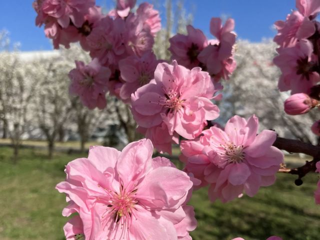 �߂��̂͂Ȃ����̌���_���������@���A�艷��@�ɐ���