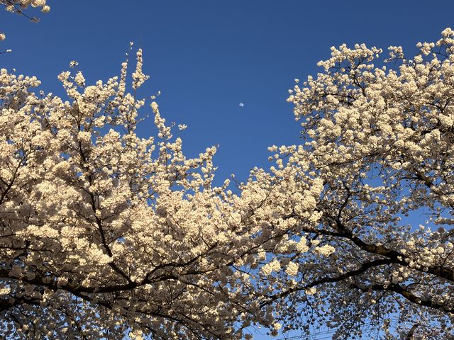 ��̍������J_���������@���A�艷��@�ɐ���