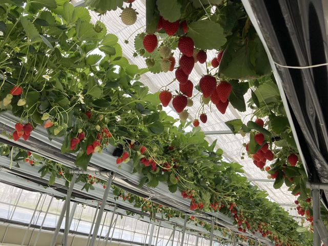 ����C�x���[_�i�`��������