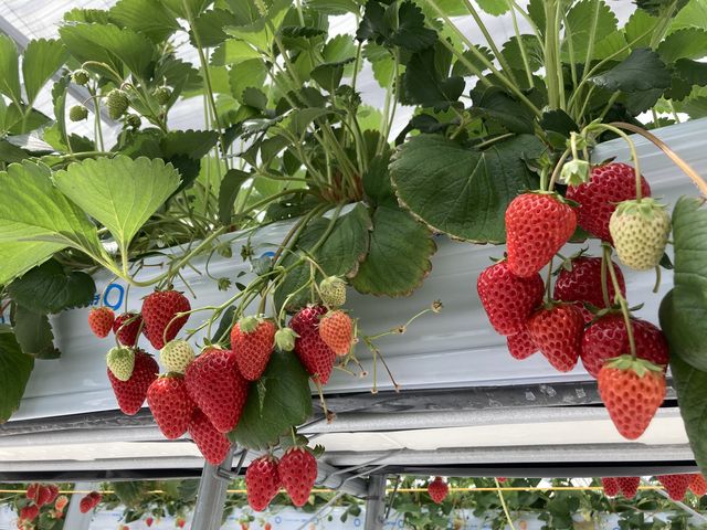 �g�ق���_�i�`��������