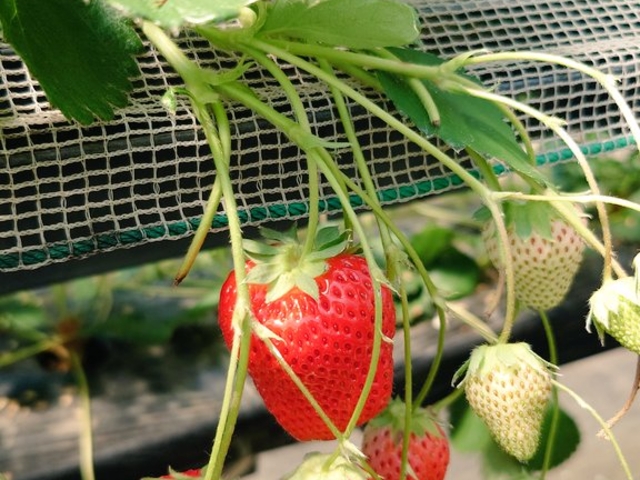 �傫������������������_�G�ߑ̌��_��@�Ԃ̊C