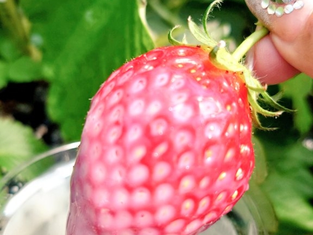 ������J�b�v�A���ɂイ��1�l1�{�g���܂�����_�G�ߑ̌��_��@�Ԃ̊C