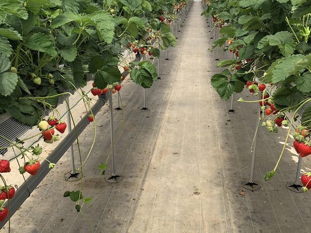 �ʘH����������Ă�������₷��_�����_��