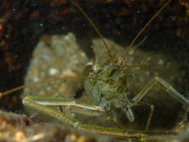 �e�i�K�G�r_�͂������̉�