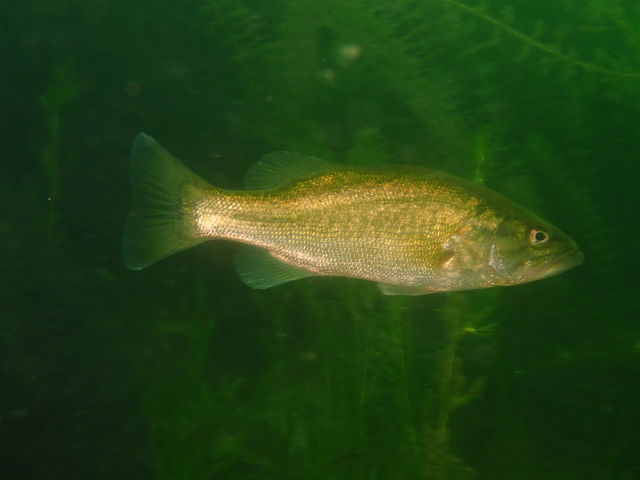 �u���b�N�o�X��_�͂������̉�