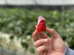 ݂|eg̒x[t@[ւ̓eʐ^1