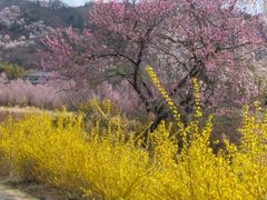 񂵂傤̉ԌRւ̓eʐ^2