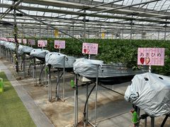 񂱂ICHIGO ZANMAIւ̓eʐ^1