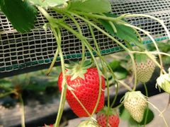 [񂳂̋Gߑ̌_@Ԃ̊Cւ̓eʐ^2