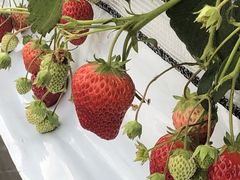 Ӂ[񂳂̐V_ւ̓eʐ^1