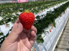 ꂨSEN's Berry Farmւ̓eʐ^1